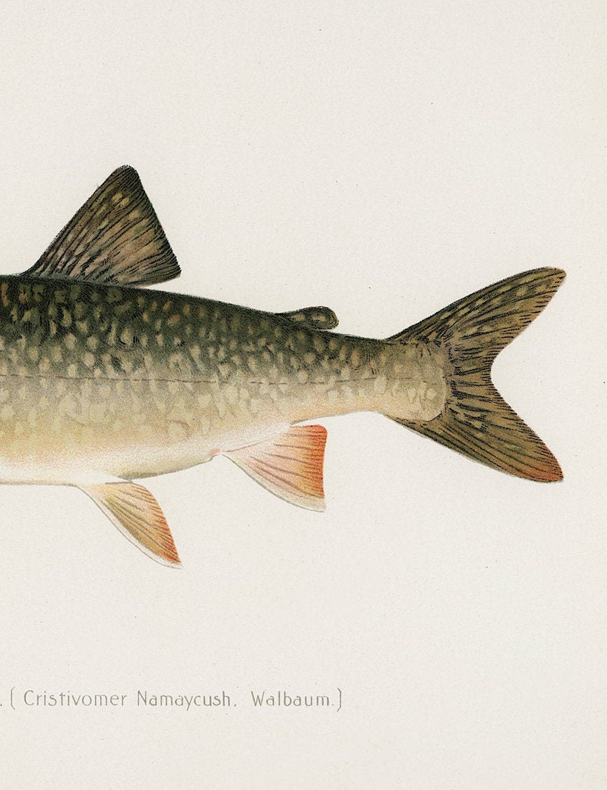 Vintage Lake Trout Print: Fishing Wall Art (A4/A3)