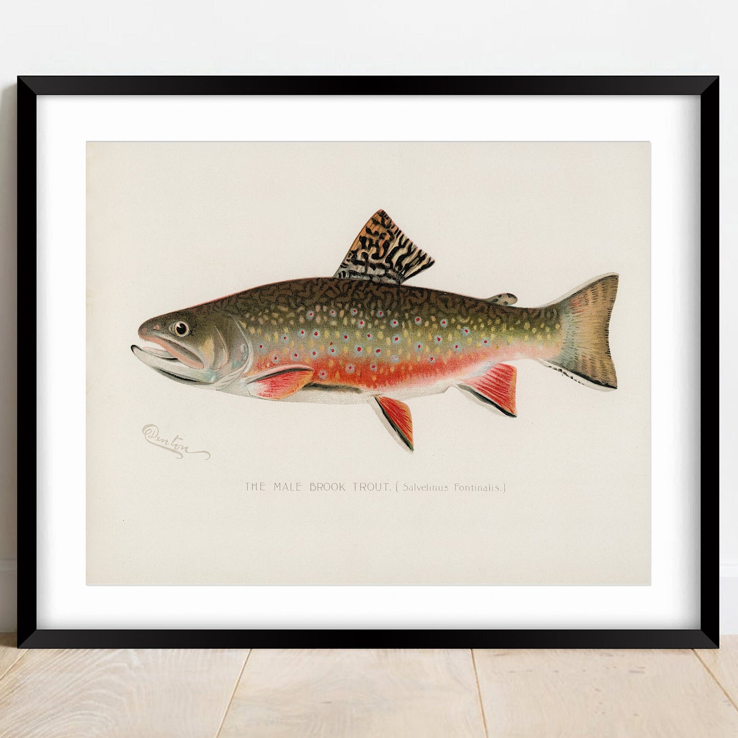 Vintage Male Brook Trout Print, Fishing Wall Art