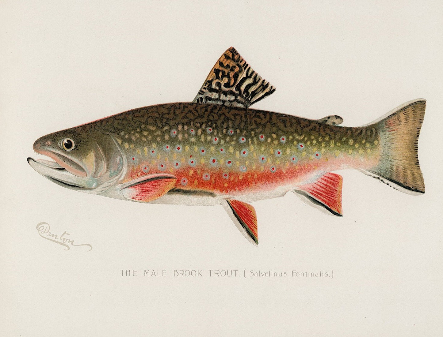 Vintage Male Brook Trout Print, Fishing Wall Art