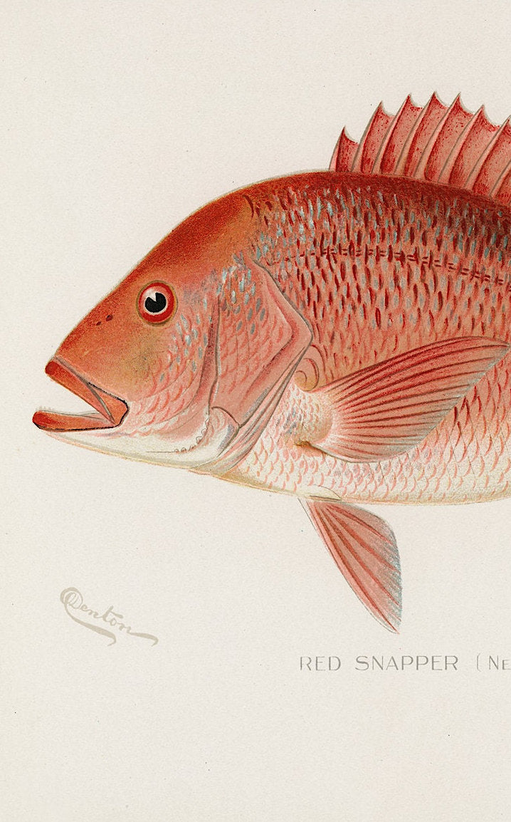 Vintage Red Snapper Print: Coastal Fishing Wall Art