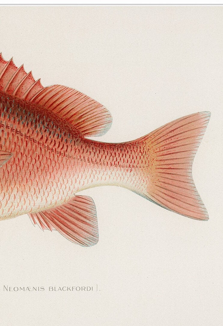 Vintage Red Snapper Print: Coastal Fishing Wall Art