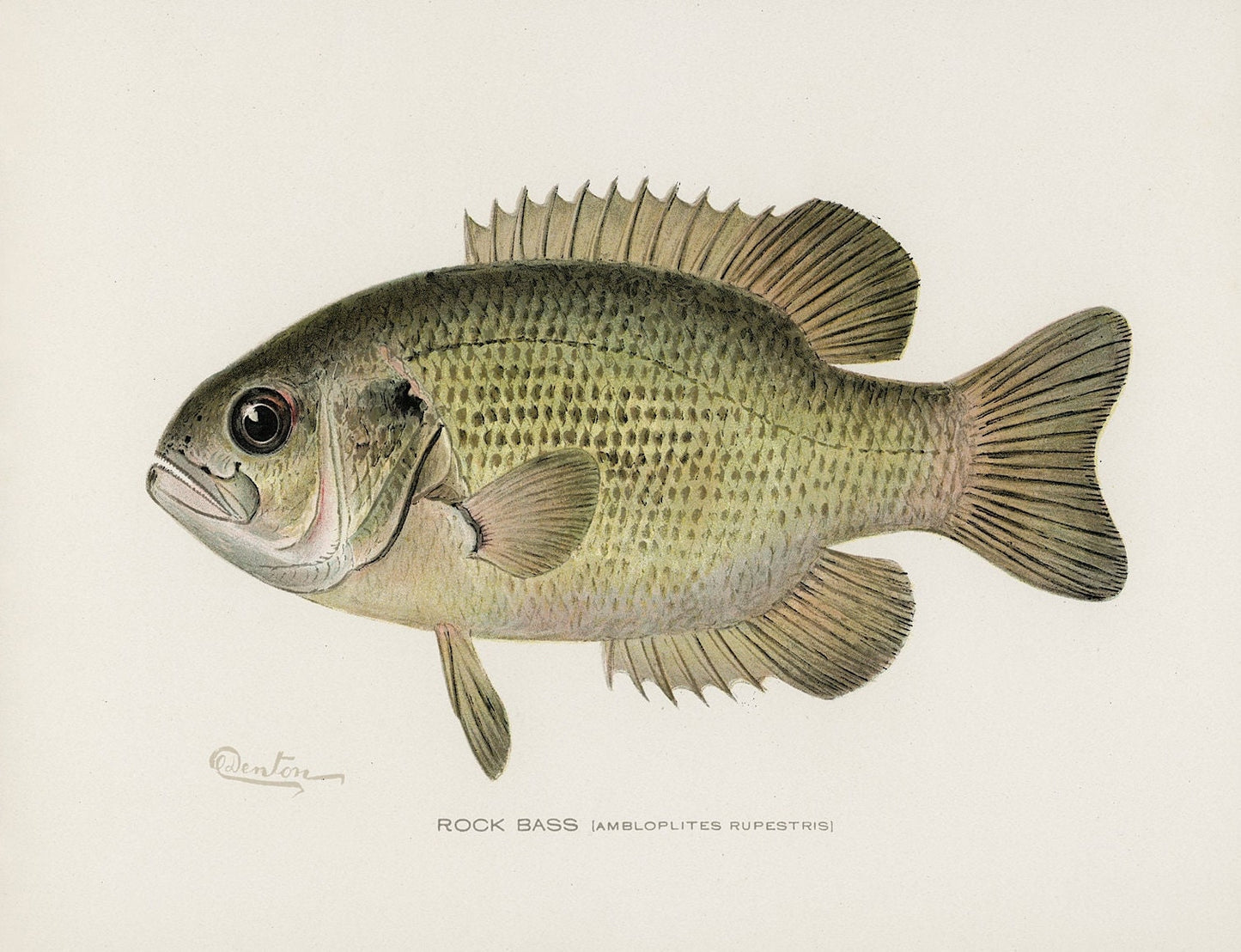 Vintage Rock Bass Print: Fishing Wall Art (A4/A3)
