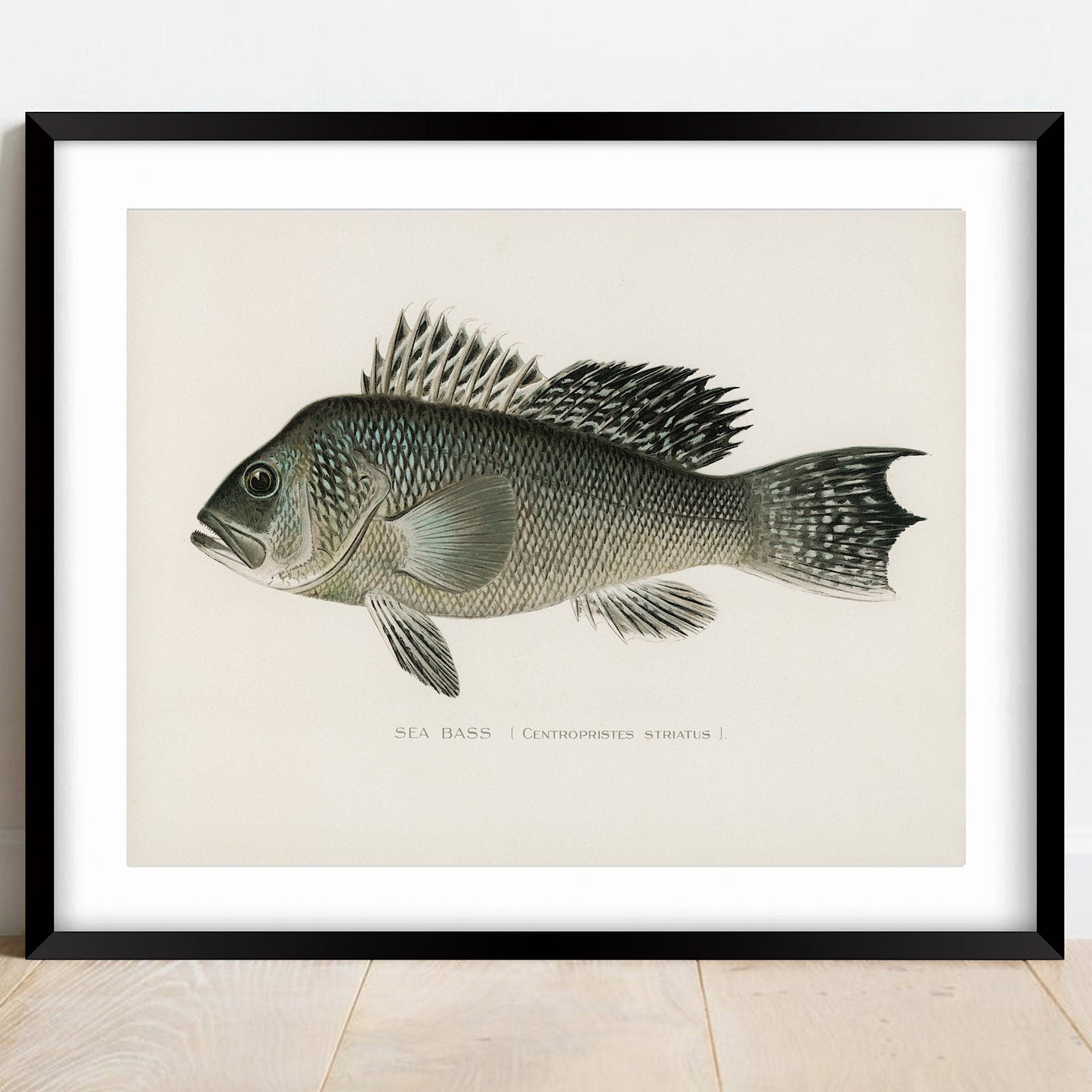 Sea Bass Vintage Print: Fishing Wall Art