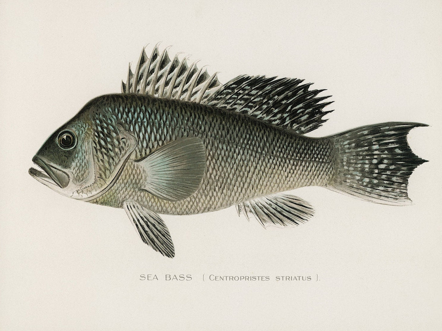 Sea Bass Vintage Print: Fishing Wall Art