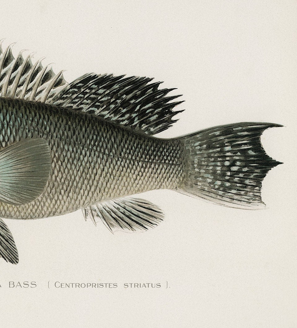 Sea Bass Vintage Print: Fishing Wall Art