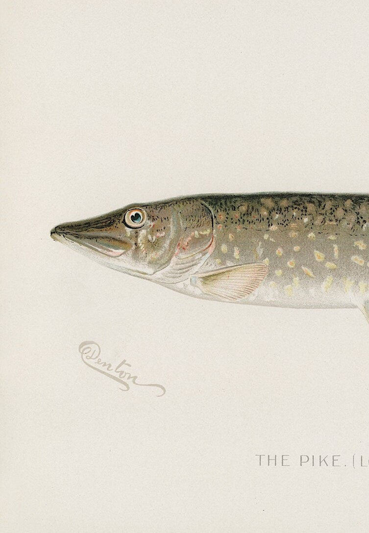 Vintage Pike Fish Print, Angling Wall Art (A4/A3)