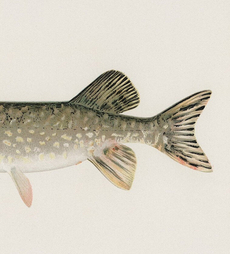 Vintage Pike Fish Print, Angling Wall Art (A4/A3)