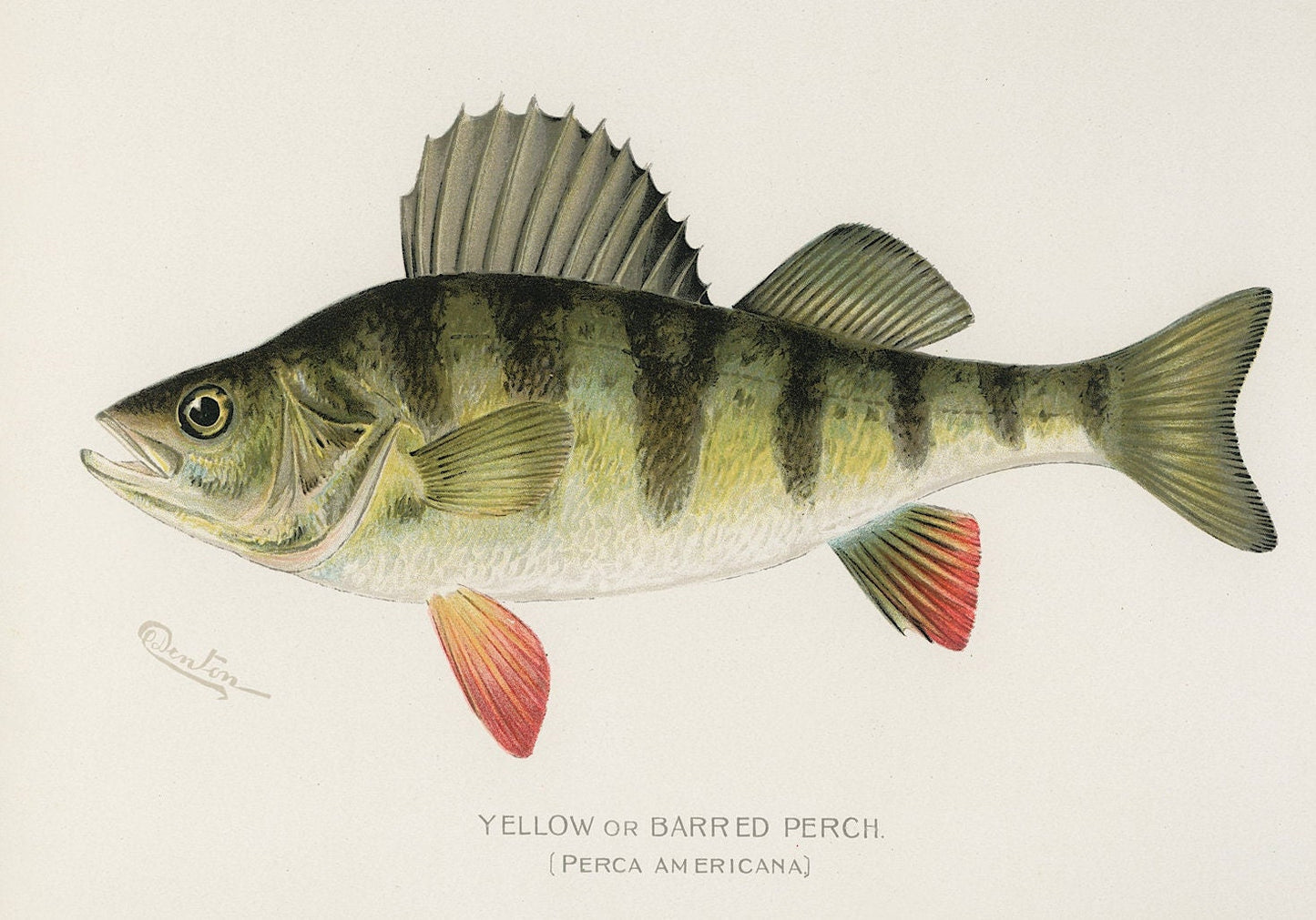 Yellow Perch Vintage Print: Fishing Wall Art