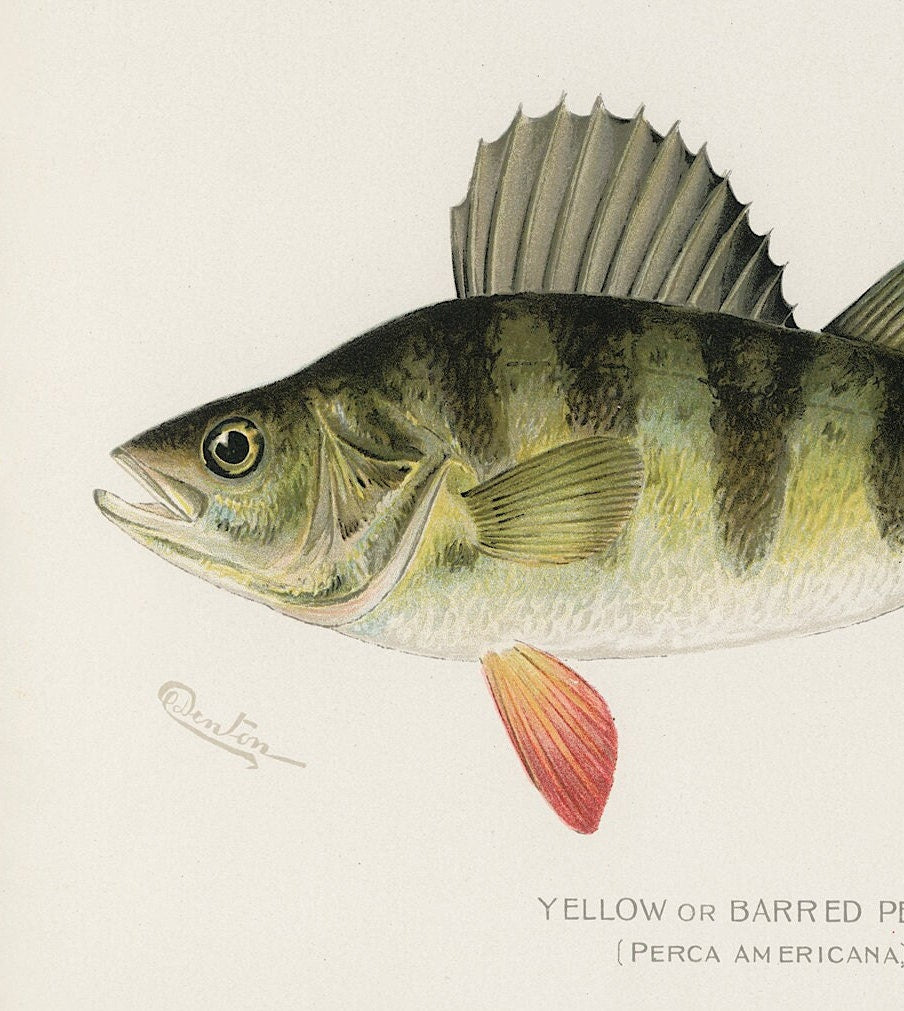 Yellow Perch Vintage Print: Fishing Wall Art