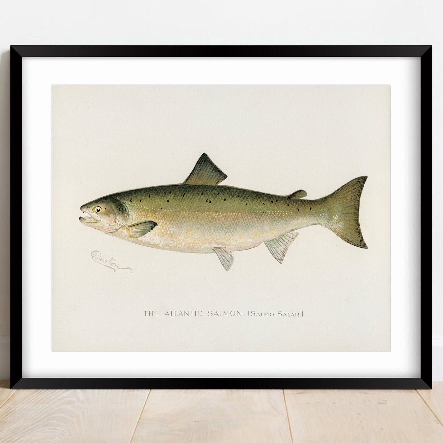 Atlantic Salmon Vintage Art Print: Fishing Poster (A4/A3)