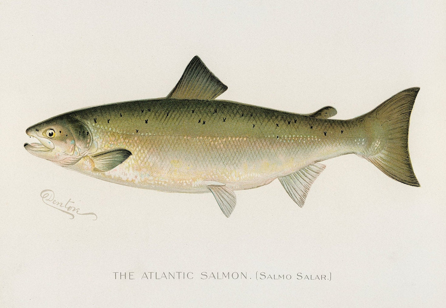 Atlantic Salmon Vintage Art Print: Fishing Poster (A4/A3)