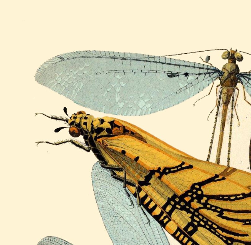 EA Seguy Insect Print: Art Deco Dragonfly Poster