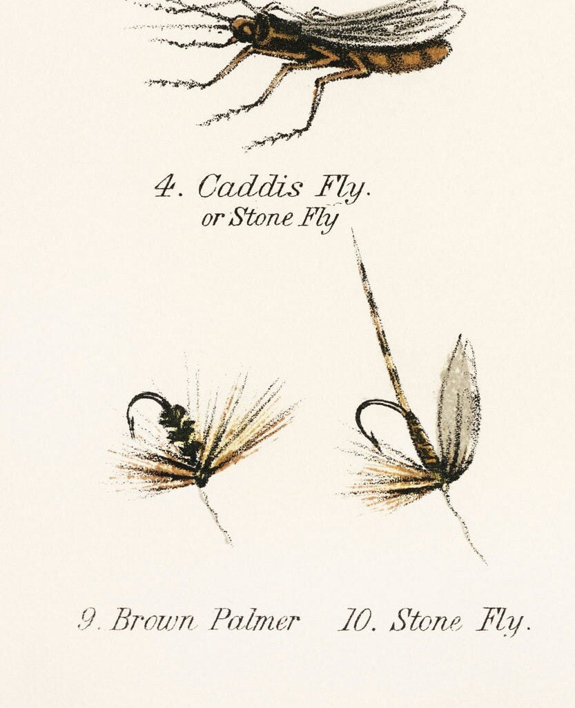 Vintage Angling Print: Salmon & Trout Flies Illustration
