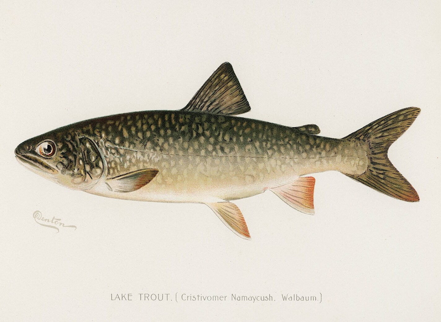 Vintage Lake Trout Print: Fishing Wall Art (A4/A3)