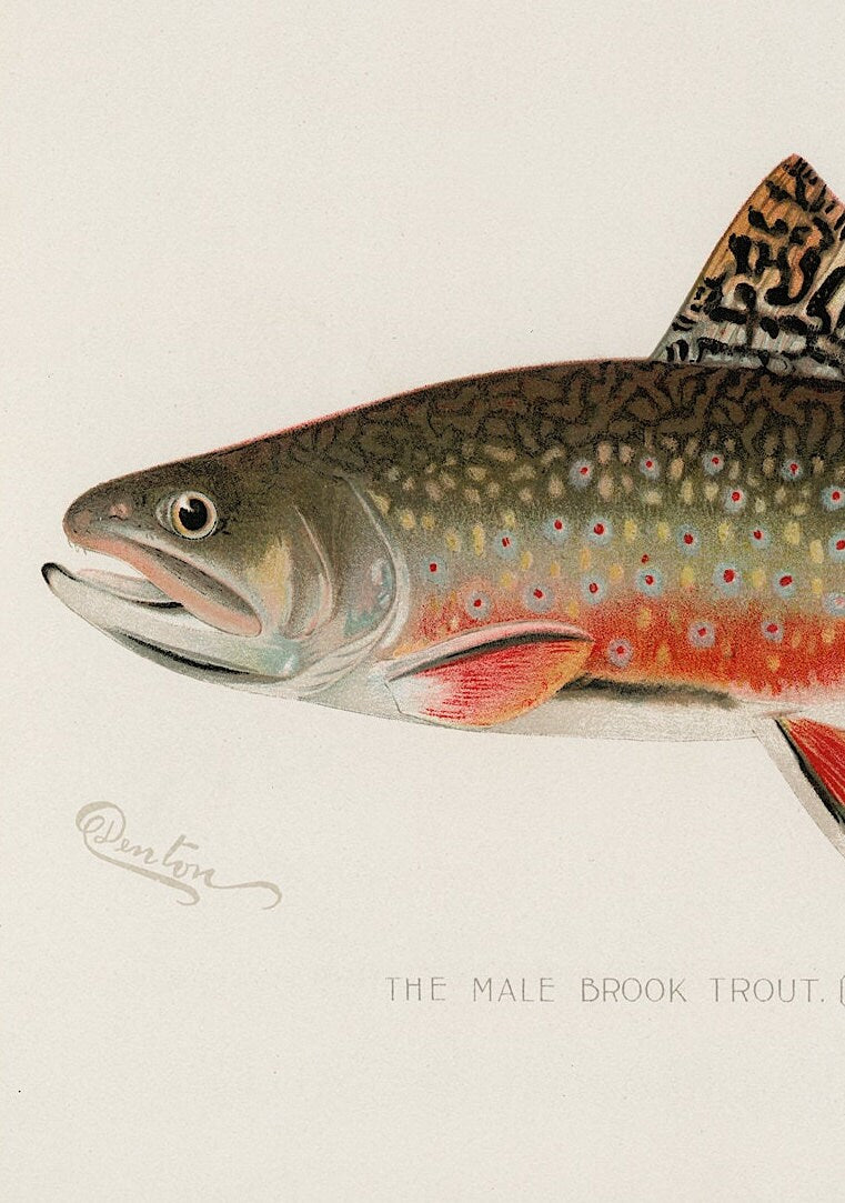 Vintage Male Brook Trout Print, Fishing Wall Art