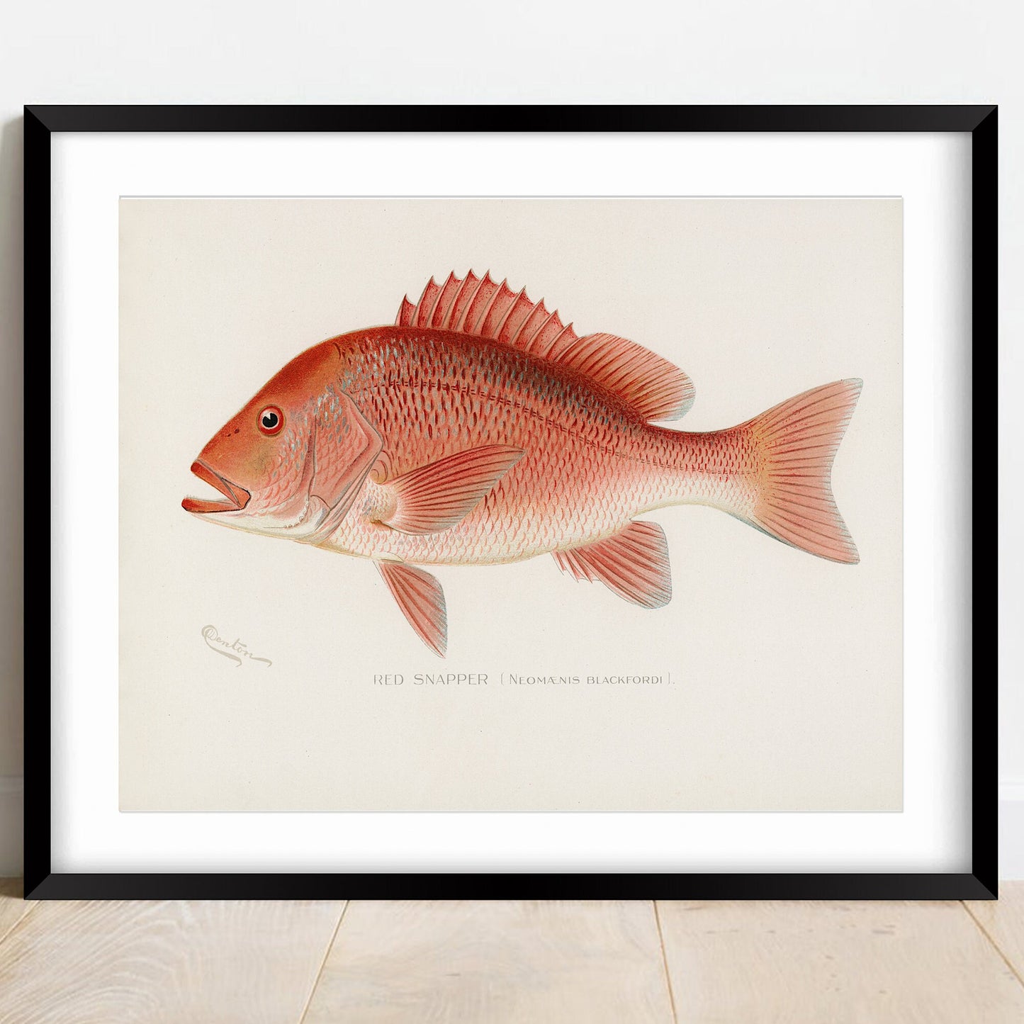 Vintage Red Snapper Print: Coastal Fishing Wall Art