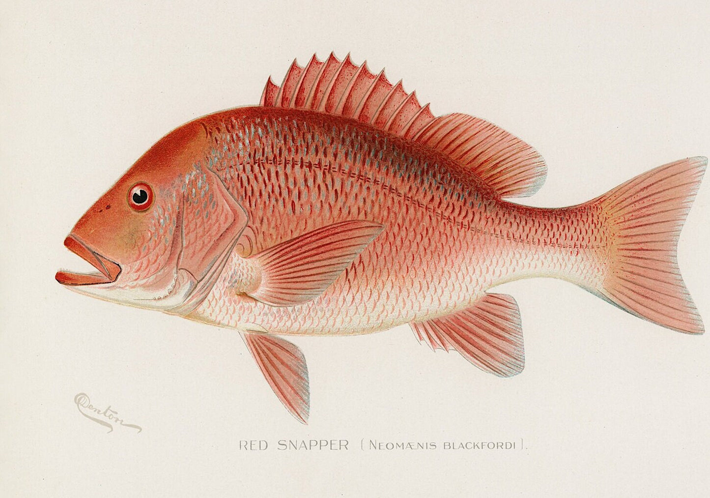 Vintage Red Snapper Print: Coastal Fishing Wall Art