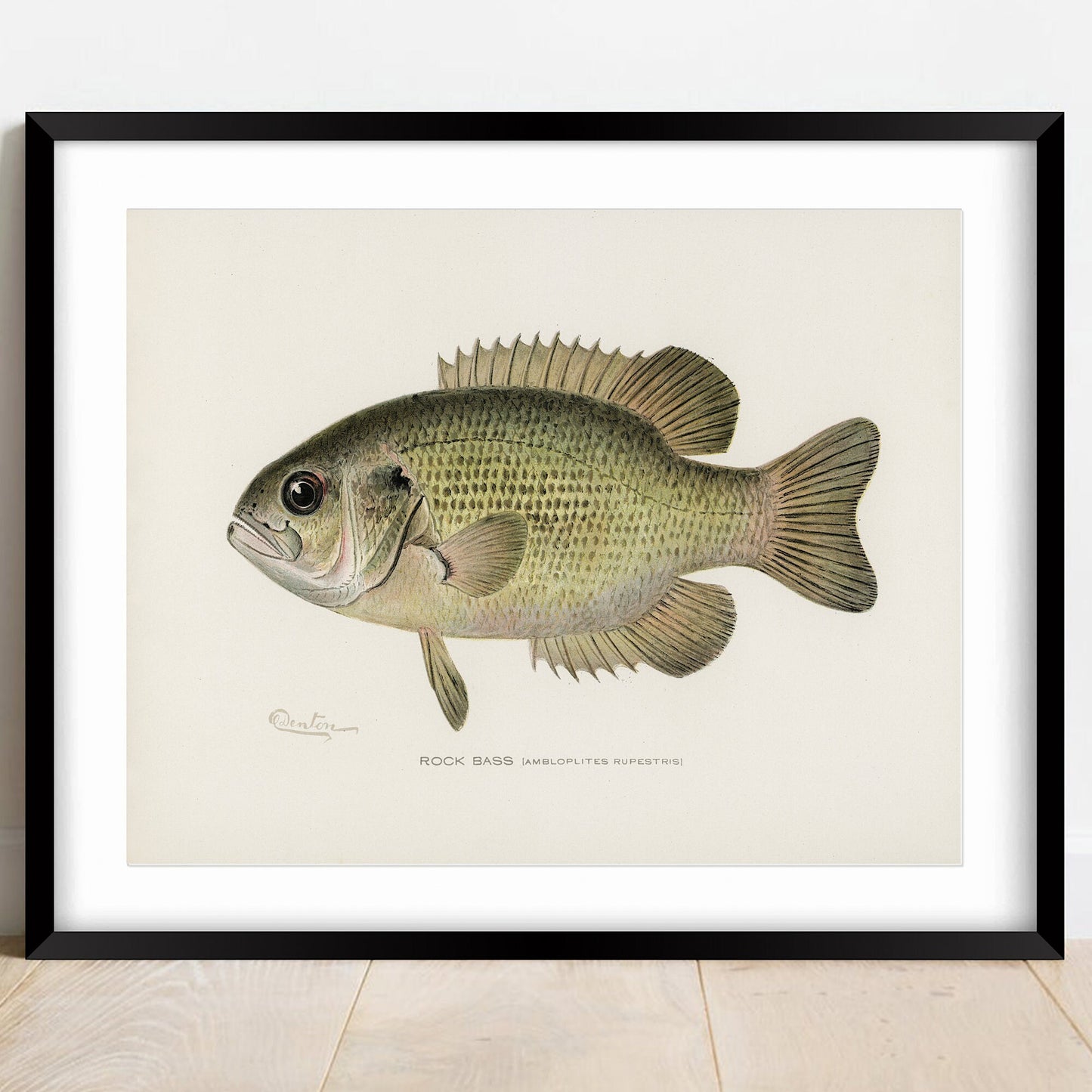 Vintage Rock Bass Print: Fishing Wall Art (A4/A3)