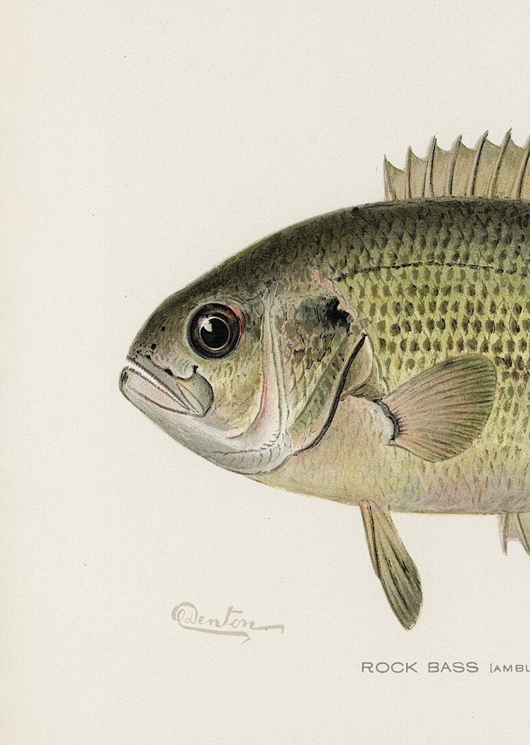 Vintage Rock Bass Print: Fishing Wall Art (A4/A3)