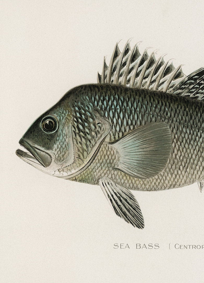 Sea Bass Vintage Print: Fishing Wall Art