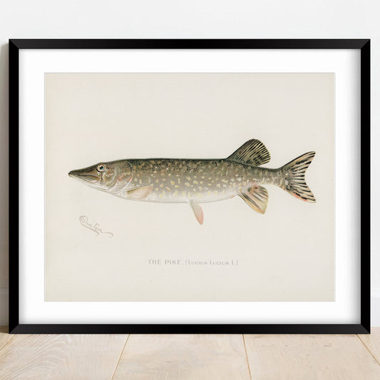 The Pike, Fishing Print