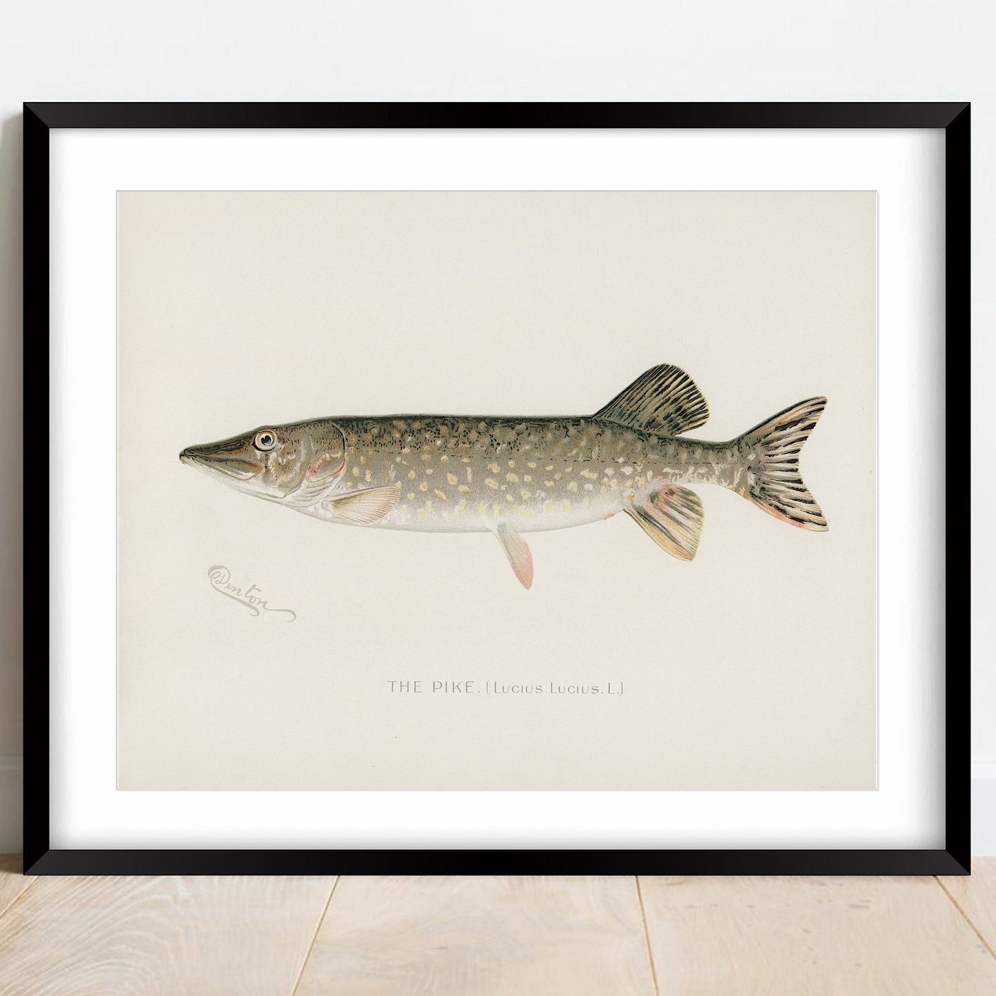 Vintage Pike Fish Print, Angling Wall Art (A4/A3)
