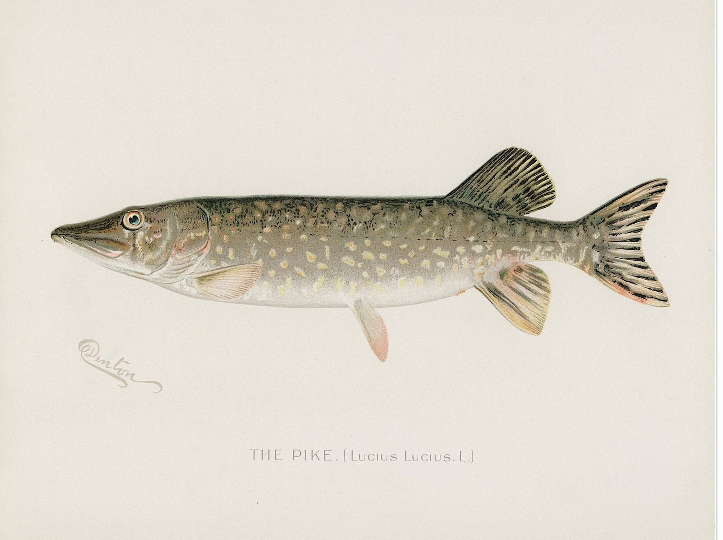 Vintage Pike Fish Print, Angling Wall Art (A4/A3)