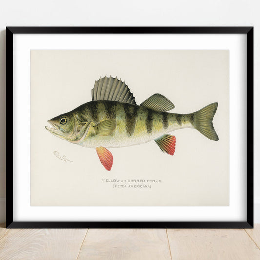 Yellow or Barred Perch Fishing Print
