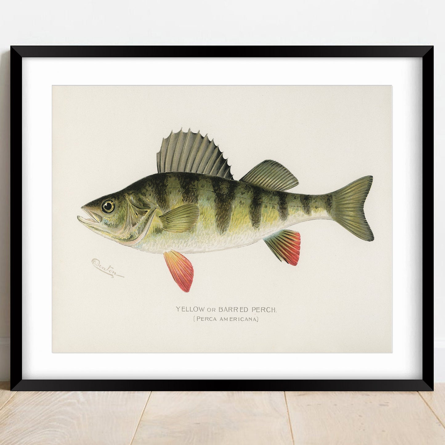 Yellow Perch Vintage Print: Fishing Wall Art