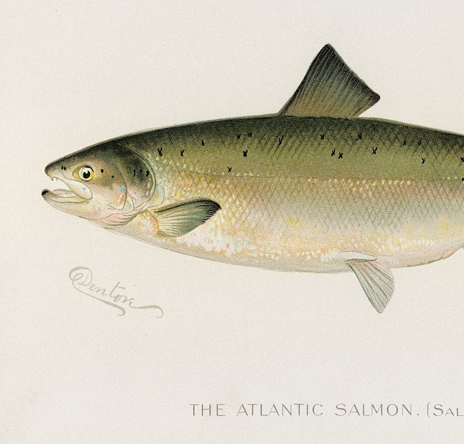 Atlantic Salmon Vintage Art Print: Fishing Poster (A4/A3)