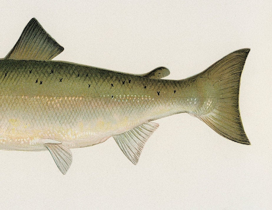 Atlantic Salmon Vintage Art Print: Fishing Poster (A4/A3)