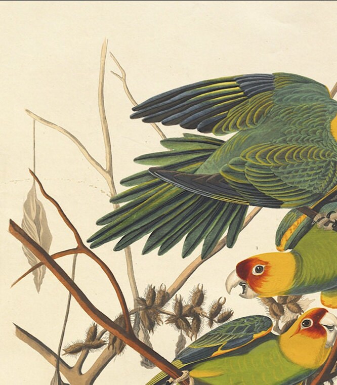 John James Audubon- Carolina Parrot | Vintage Art | Wall Art | Housewarming | Present | Gift | Giclee