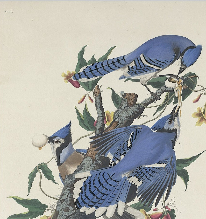 John James Audubon- Blue Jay | Vintage Art | Wall Art | Housewarming | Present | Gift | Giclee