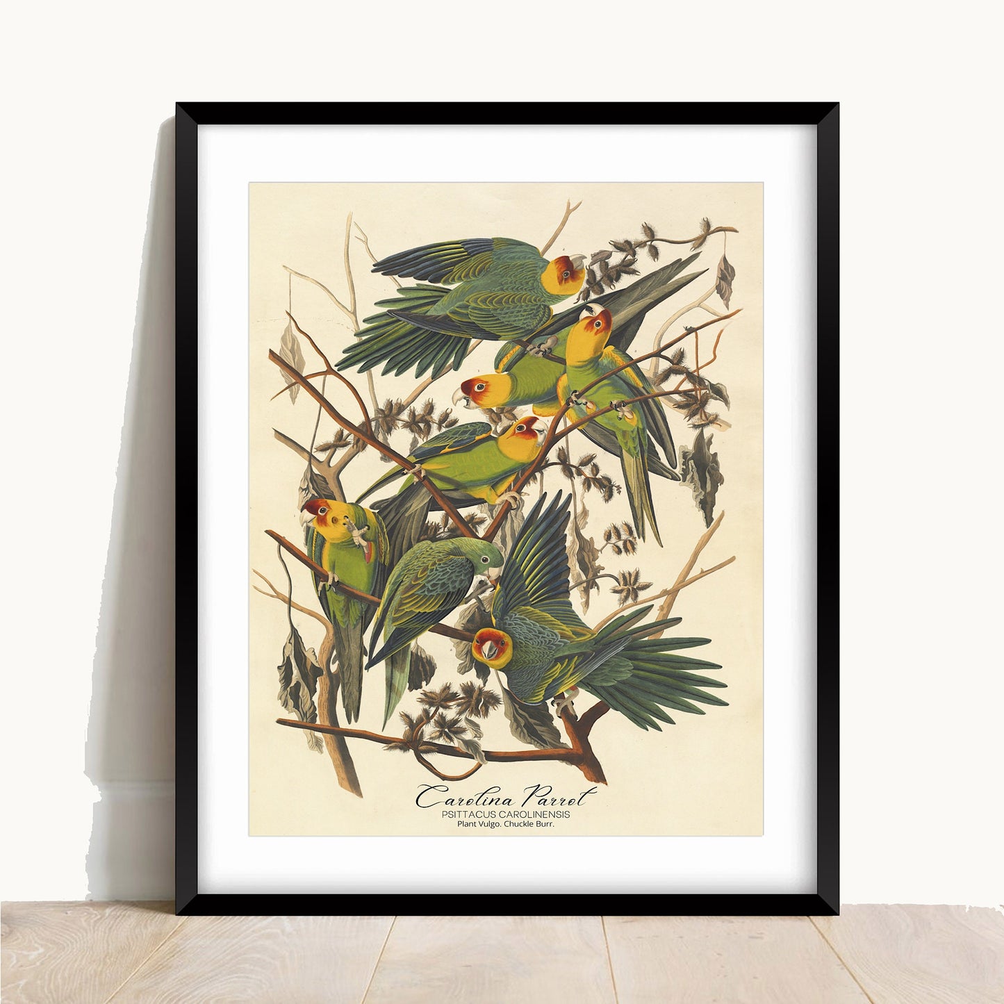 John James Audubon- Carolina Parrot | Vintage Art | Wall Art | Housewarming | Present | Gift | Giclee