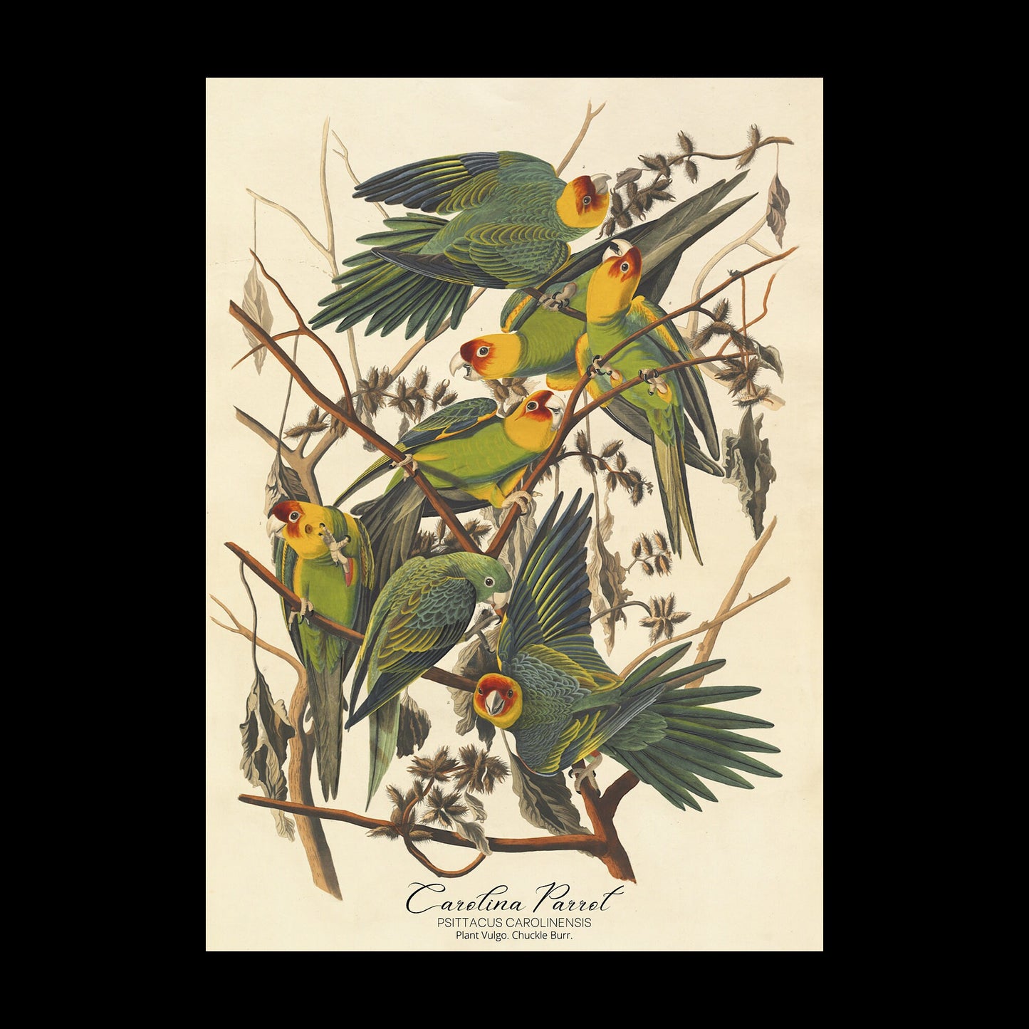 John James Audubon- Carolina Parrot | Vintage Art | Wall Art | Housewarming | Present | Gift | Giclee