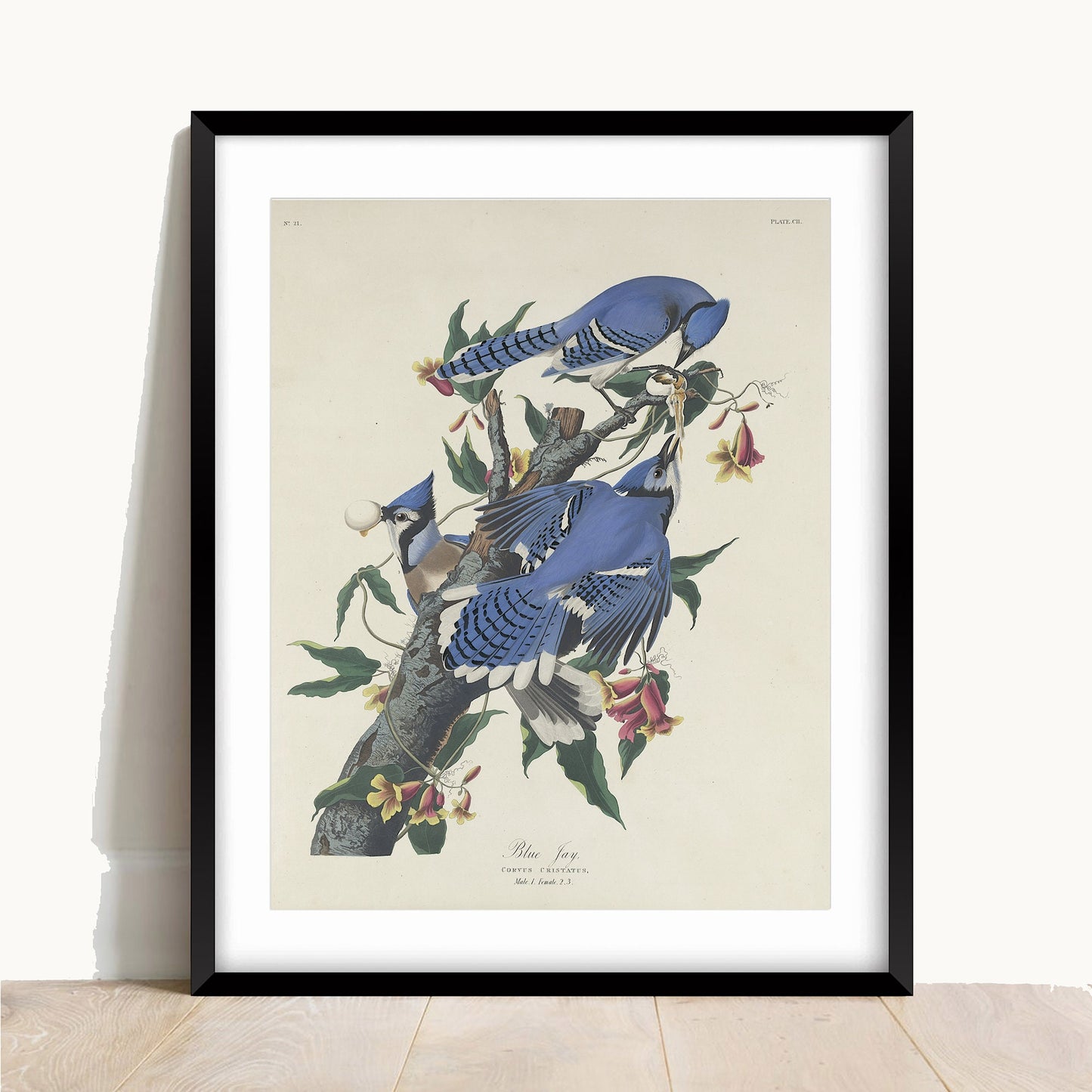 John James Audubon- Blue Jay | Vintage Art | Wall Art | Housewarming | Present | Gift | Giclee
