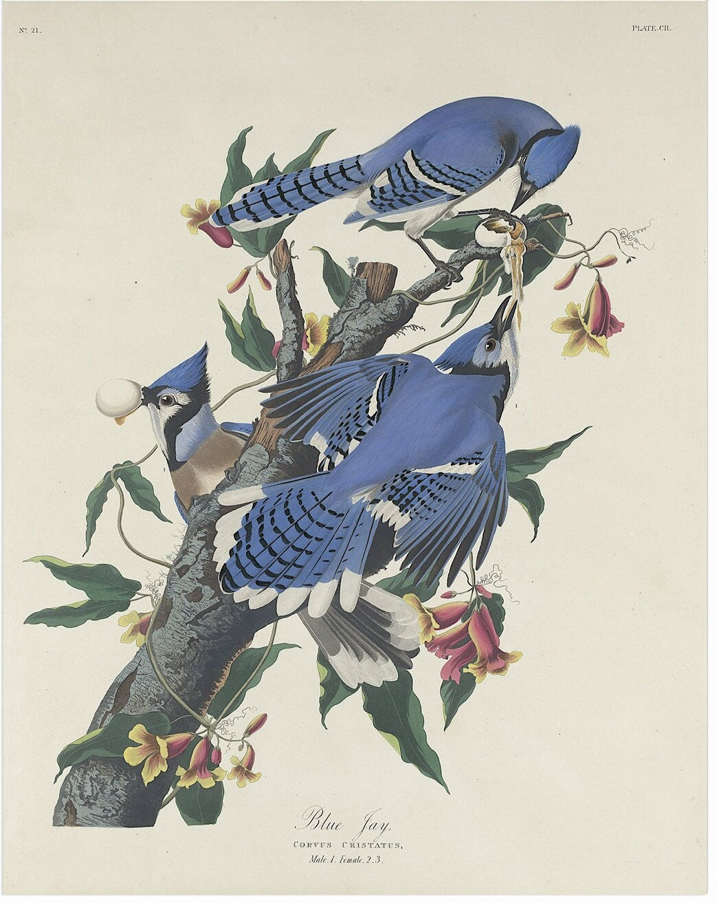 John James Audubon- Blue Jay | Vintage Art | Wall Art | Housewarming | Present | Gift | Giclee