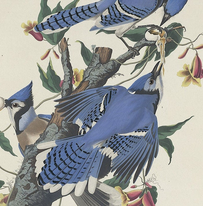 John James Audubon- Blue Jay | Vintage Art | Wall Art | Housewarming | Present | Gift | Giclee