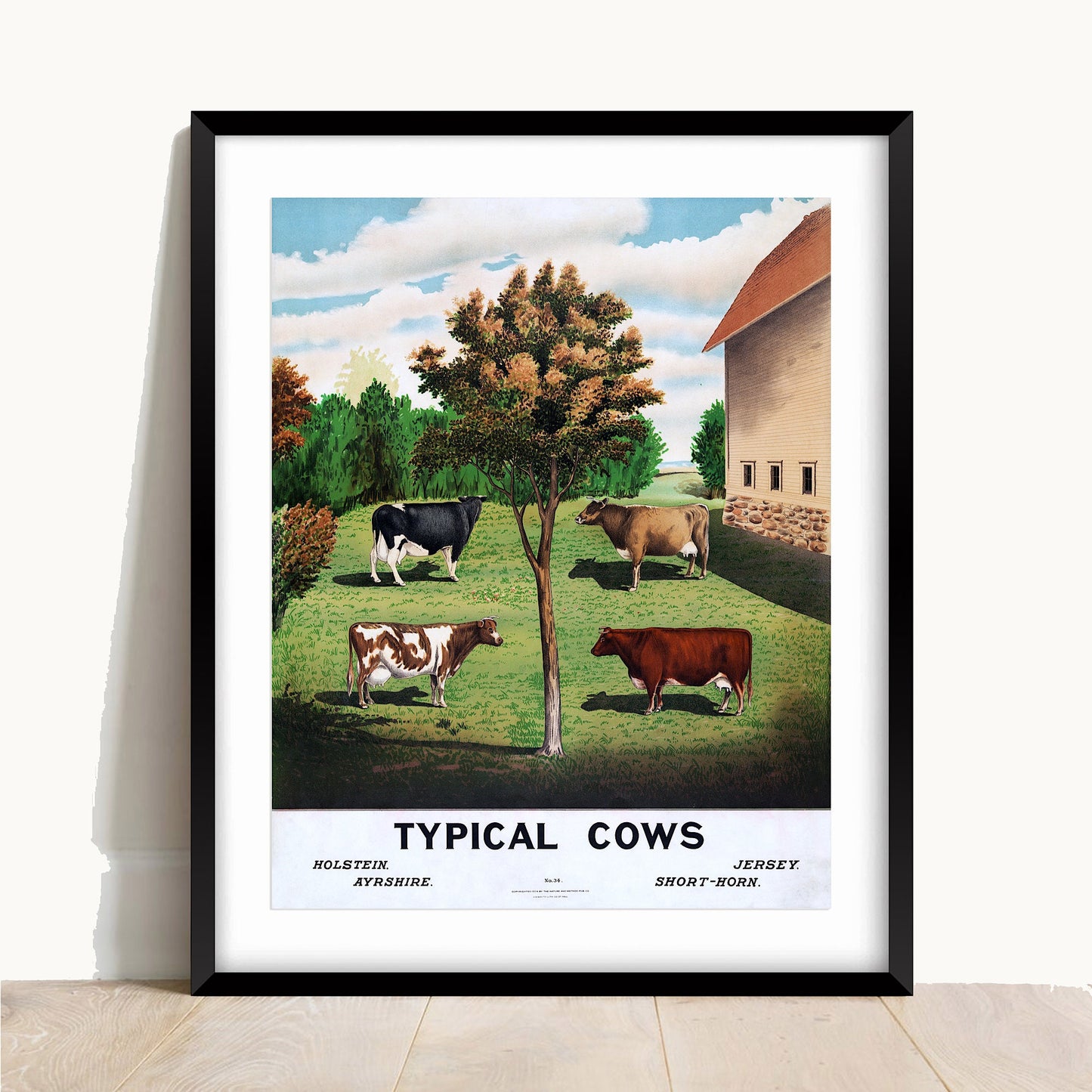 Vintage Cows Print: Holstein, Jersey, Ayrshire, Short-horn (A4/A3)