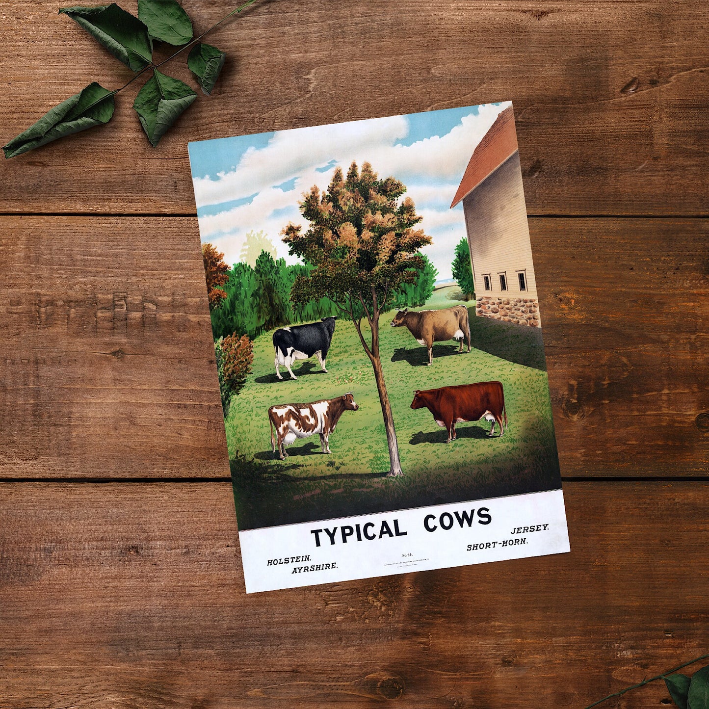 Vintage Cows Print: Holstein, Jersey, Ayrshire, Short-horn (A4/A3)