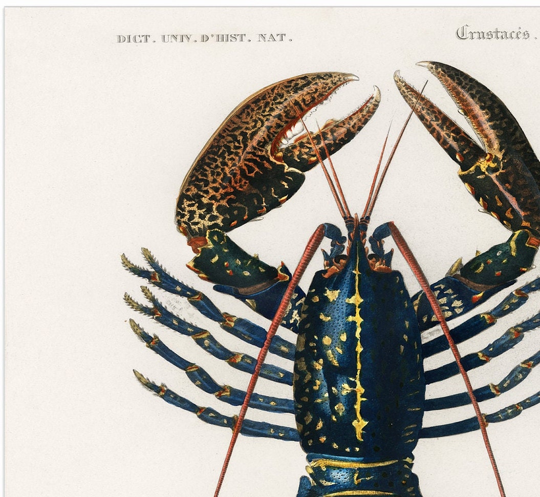 Lobster Print: Vintage Kitchen Wall Art
