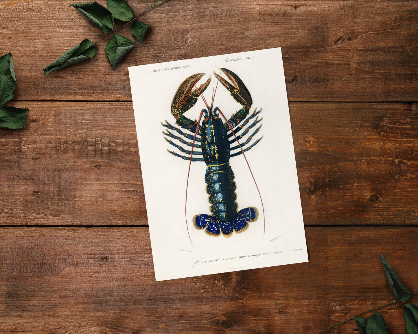 Lobster Print: Vintage Kitchen Wall Art