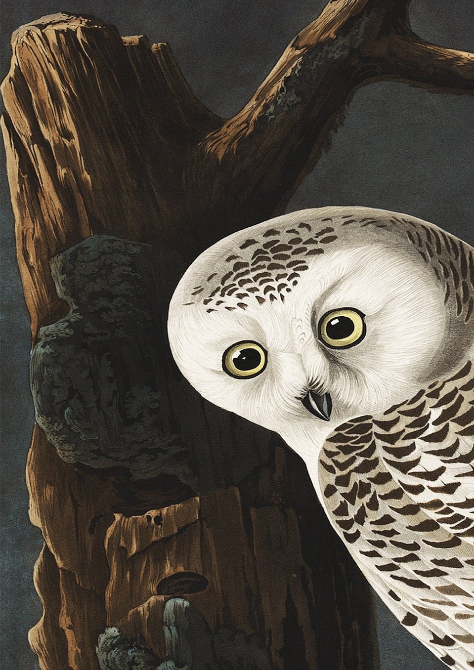 Audubon Owl Print: Vintage Bird Illustration, Naturalist Wall Art