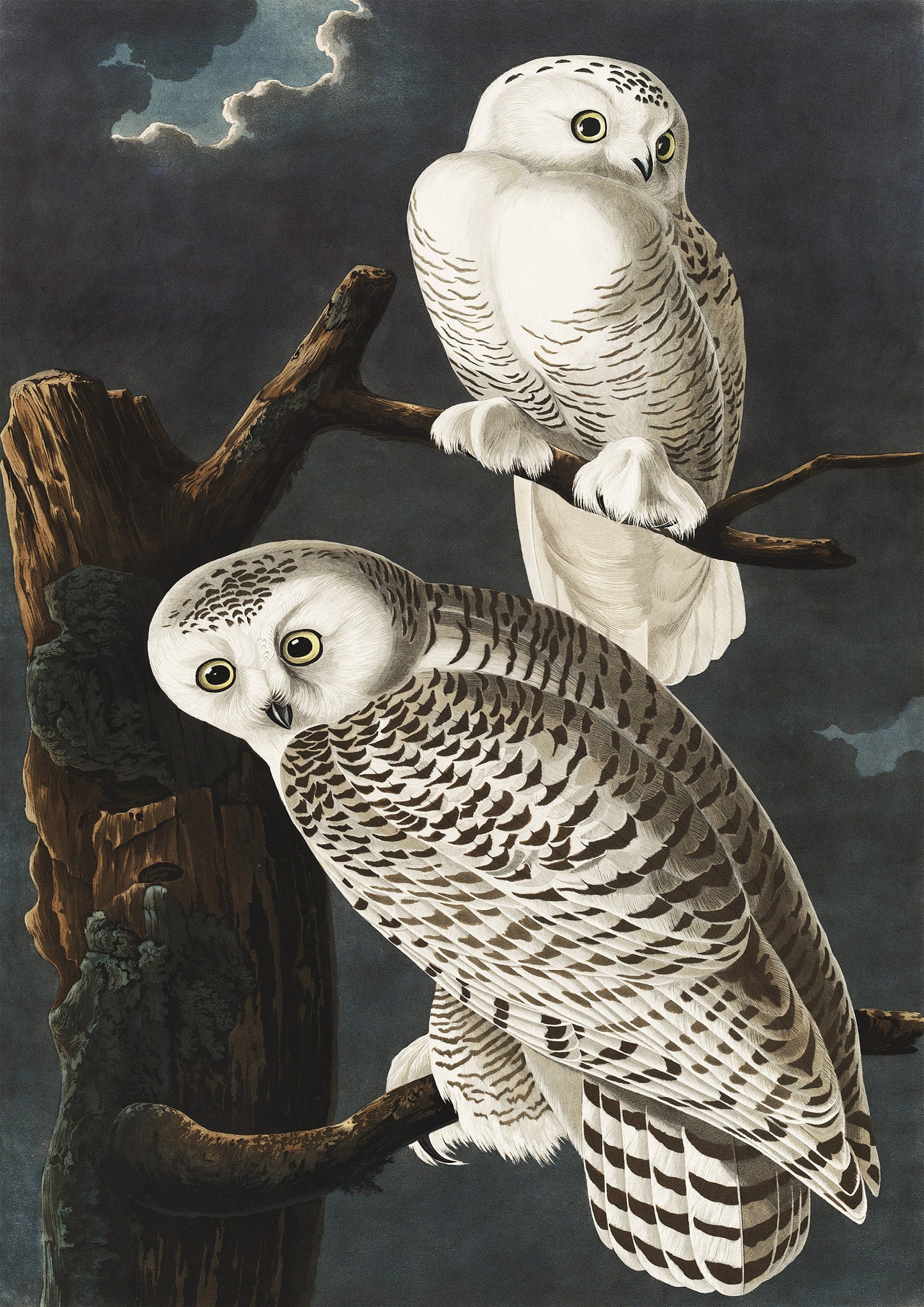 Audubon Owl Print: Vintage Bird Illustration, Naturalist Wall Art