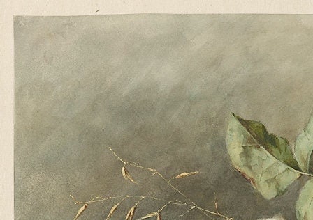 Vintage Rose Art Print by Margaretha Roosenboom