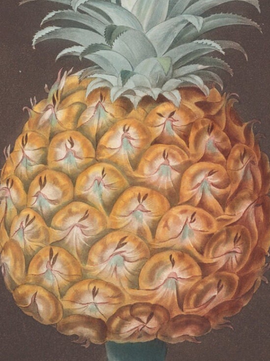 George Brookshaw Pineapple Print: Vintage Botanical Wall Art
