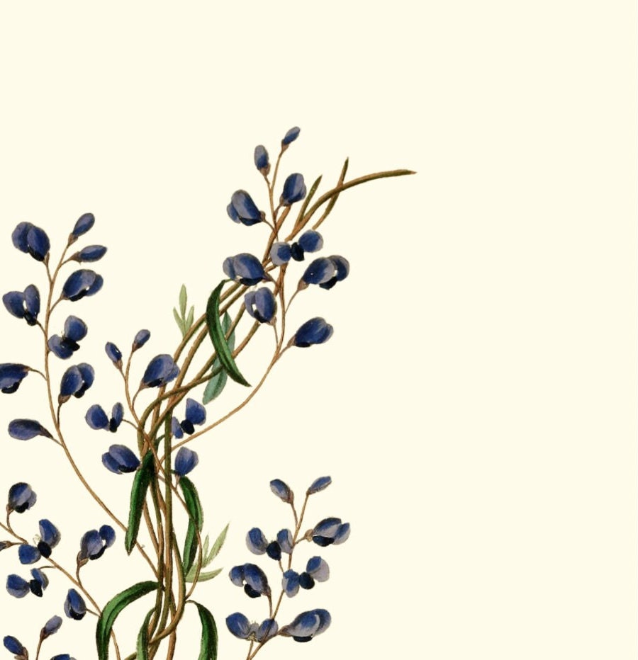 Joseph Paxton Botanical Print: Blue Floral Wall Art