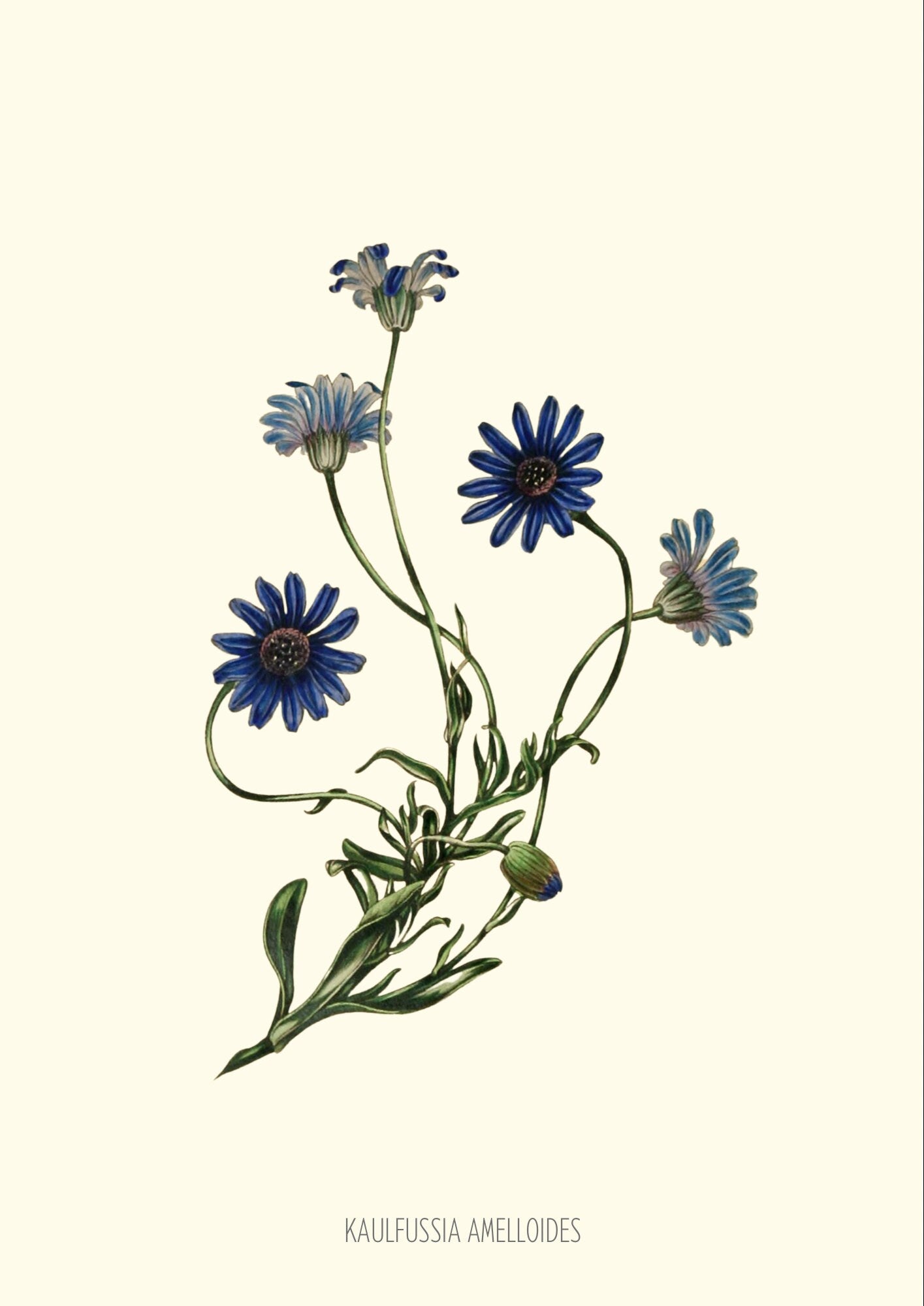 Joseph Paxton Botanical Print: Blue Flower Wall Art (A4/A3)