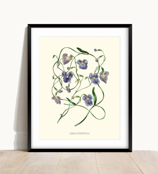 Joseph Paxton Botanical Prints