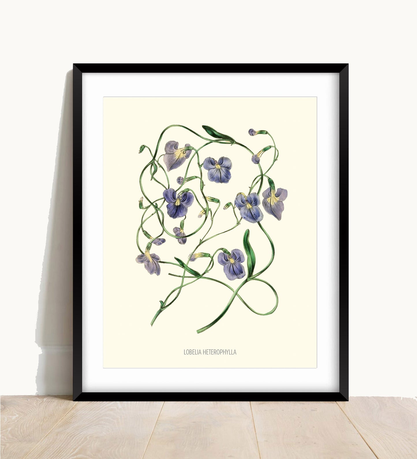 Joseph Paxton Botanical Print: Lobelia Heterophylla, Blue Floral Wall Art